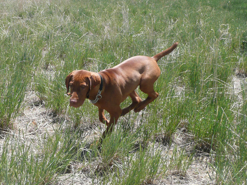 Vizsla puppy Monty in motion