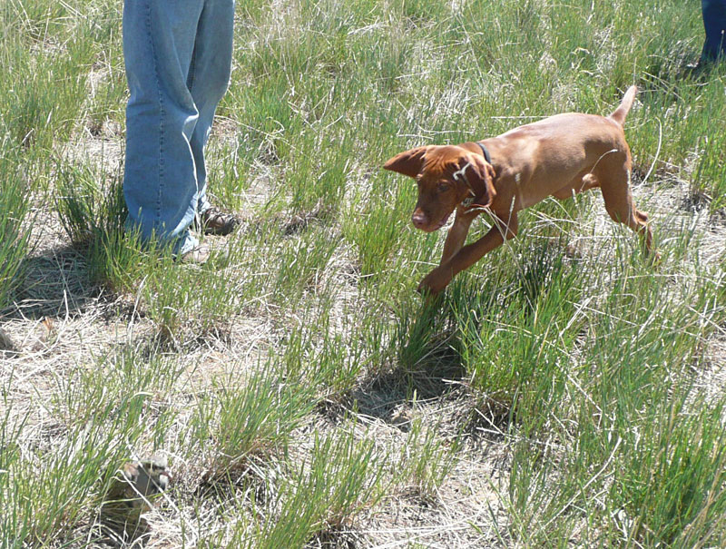 Vizsla puppy Monty in pursuit of the bird