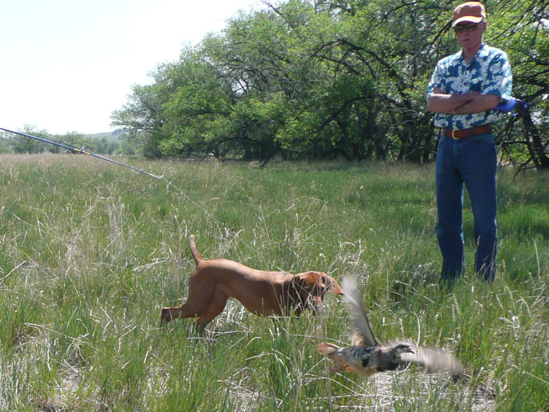 Vizsla puppy Monty in pursuit of the bird