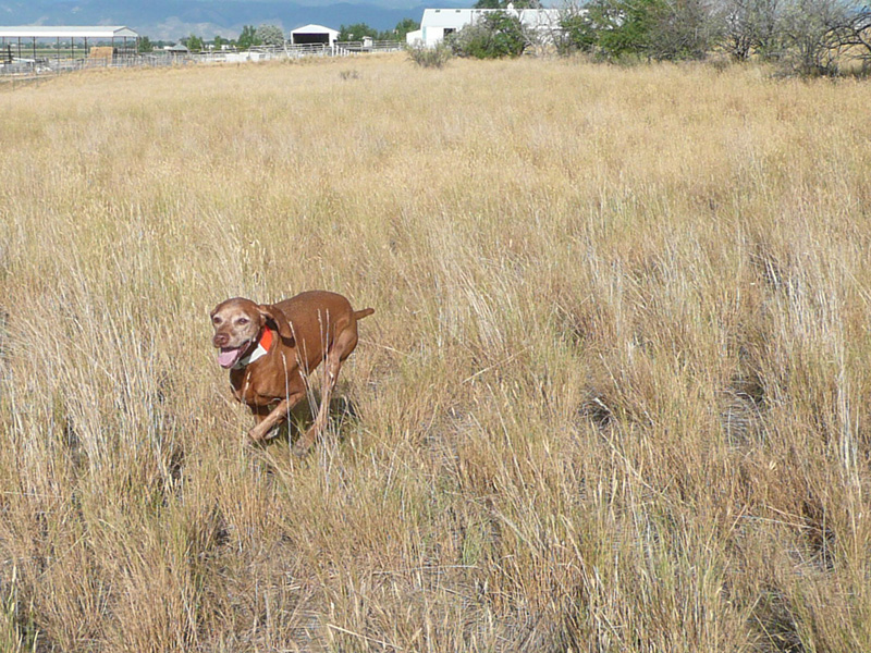 12 year old Mosey hunting hard