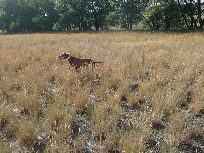 Mosey still hunting hard
