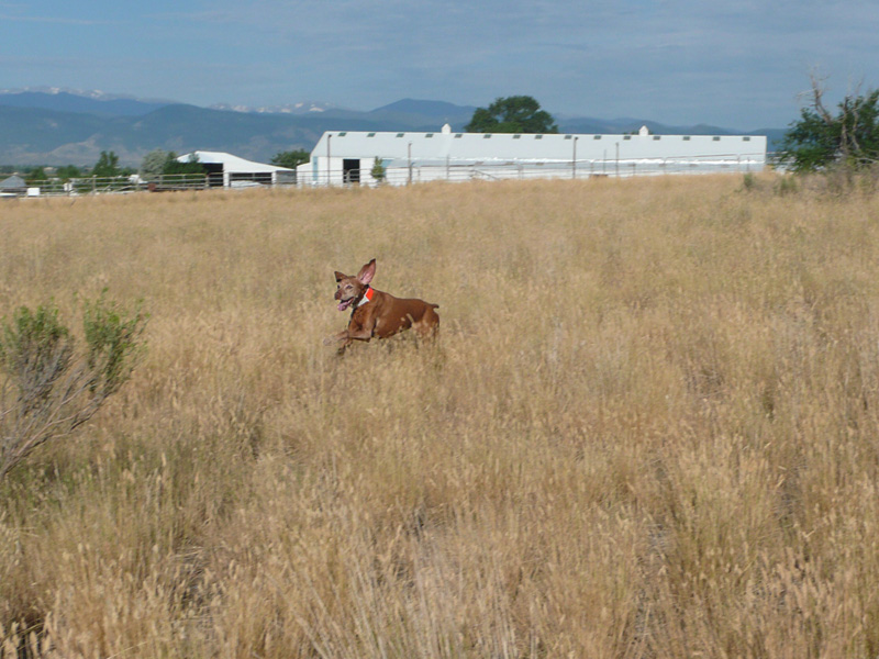 12 year old Vizsla Mosey just keeps on hunting!