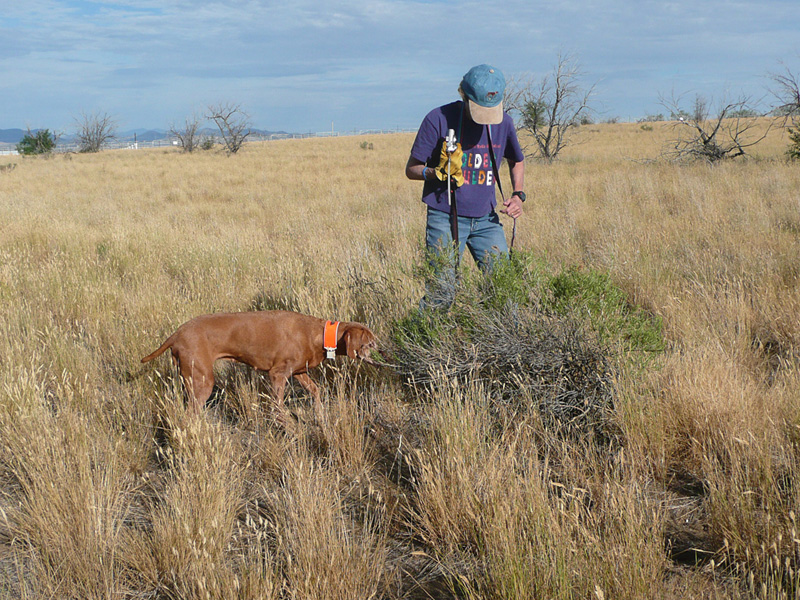 Mosey holds her point while Judy flushes the quail
