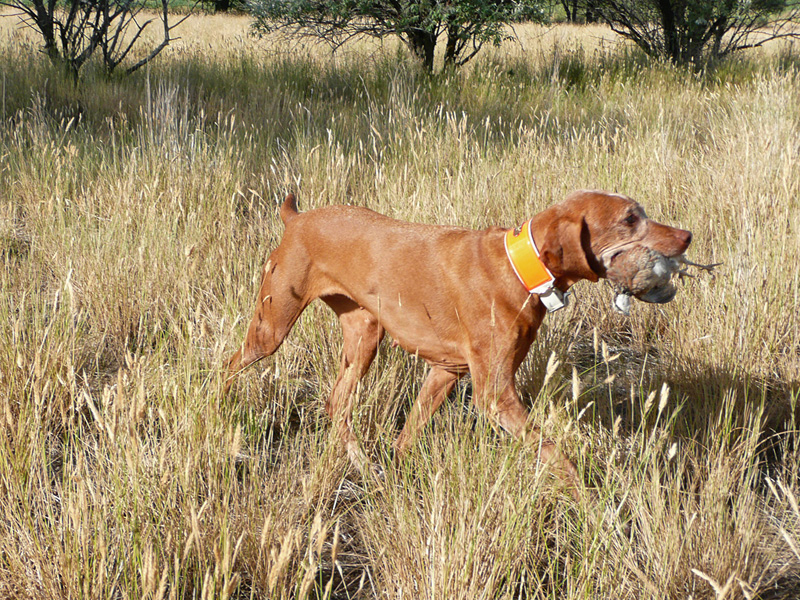 12 year old Vizsla Mosey still single tracks (and retrieves quail!)