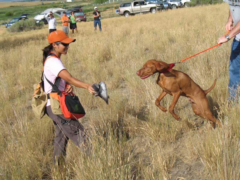 Vizsla pup Monty goes wild for the bird