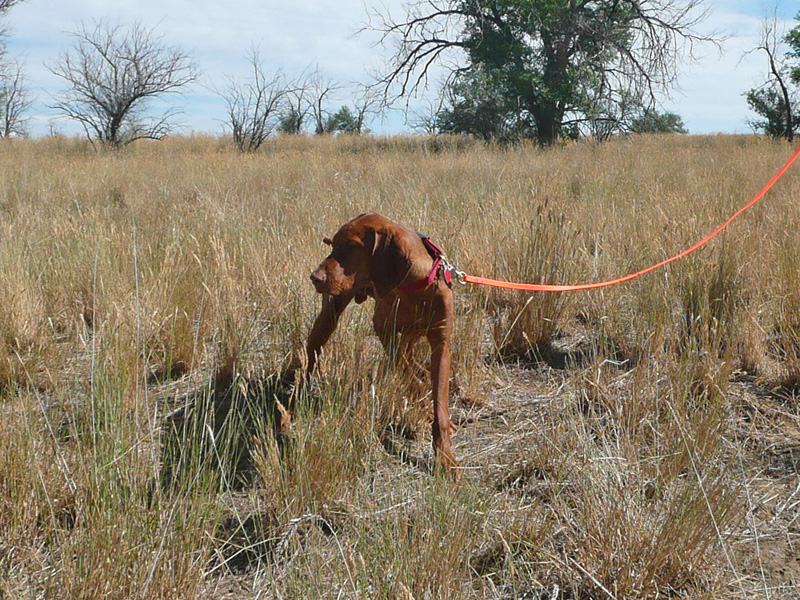 6 month old Vizsla puppy Peak hits a "pretzel" point