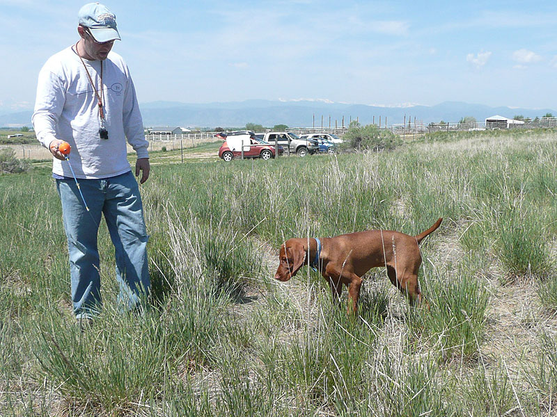 Vizsla puppy Peak on point