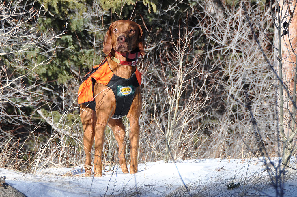 Vizsla Kosmo is picture perfect