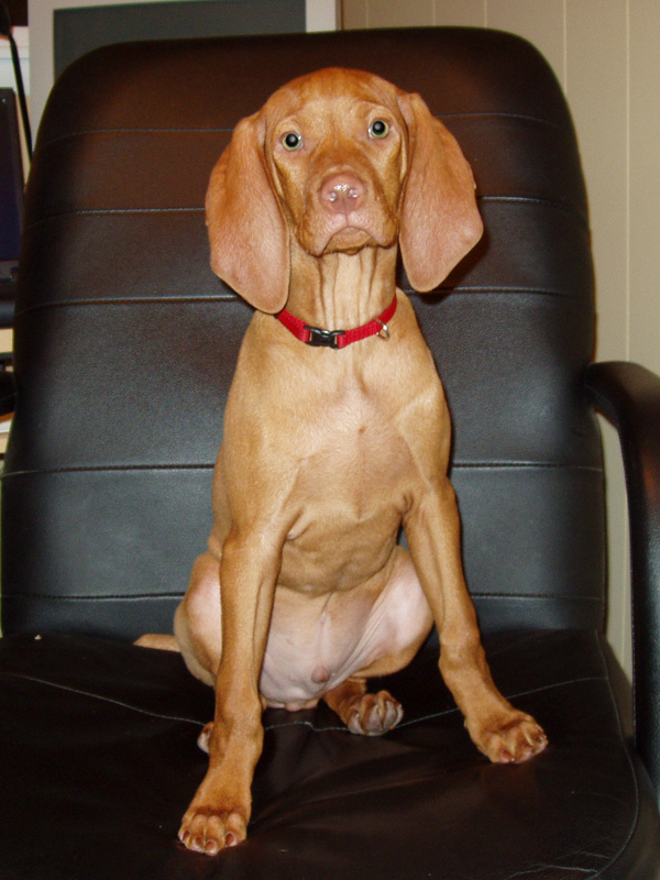 Puppy Vizsla Kosmo sits patiently