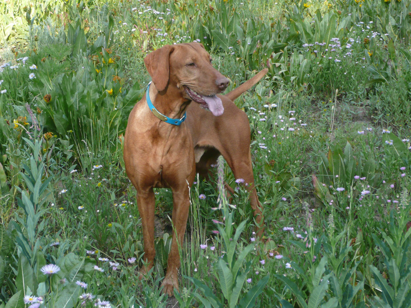 The handsome Vizsla Remus hanging at the campsite - Steamboat Springs, Colorado