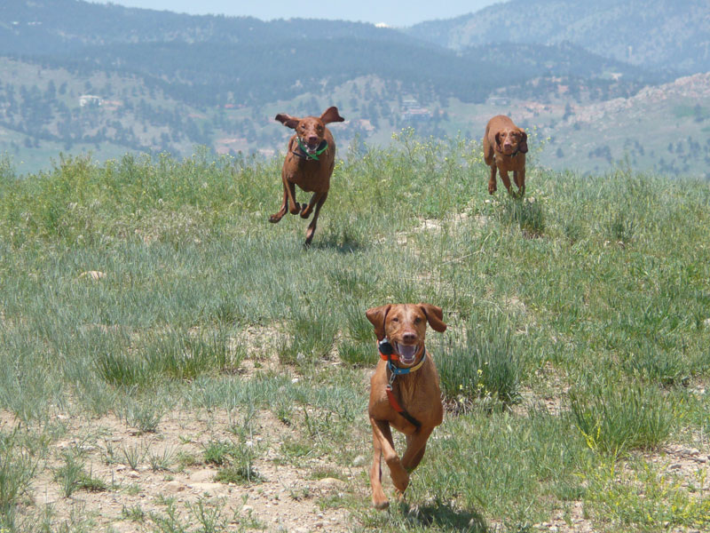 Vizslas Remus, Amante, and Trip running hard
