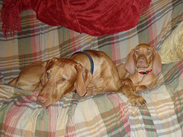 Vizslas Remus and Kosmo - cuddling with big bro