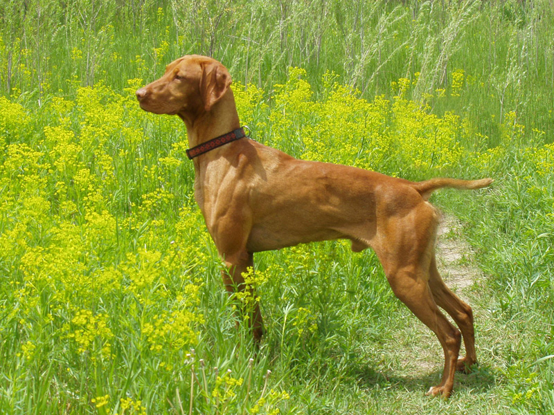 Vizsla Remus strikes a handsome pose at Cherry Creek State Park in Colorado