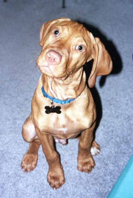 Curious Vizsla Puppy Remus