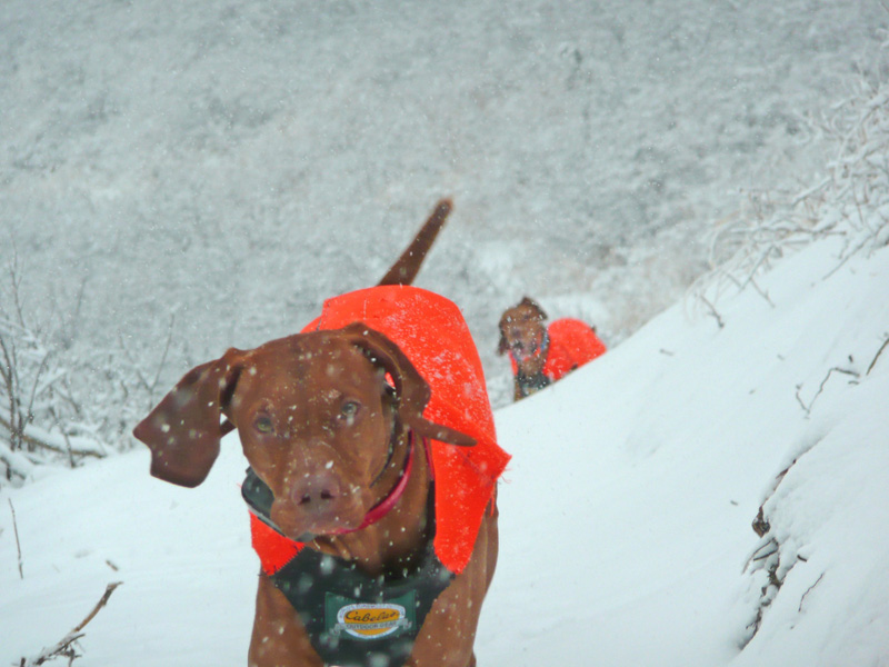 Vizslas Kosmo and Remus hiking Dowdy Draw trail in Colorado