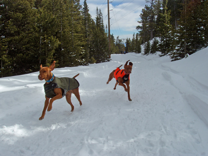 Vizslas Remus and Kosmo snoshoeing on Colorado