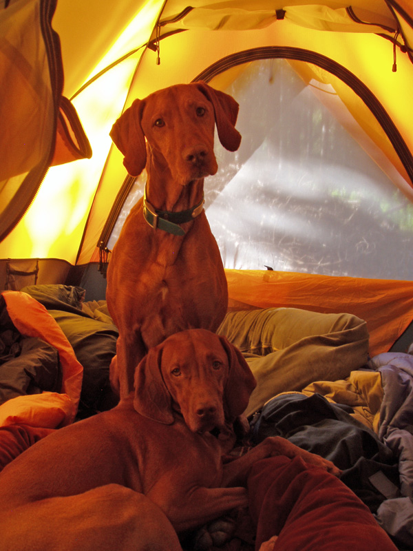 Vizslas Remus and Kosmo camping -- Rabbit Ears Pass, Colorado
