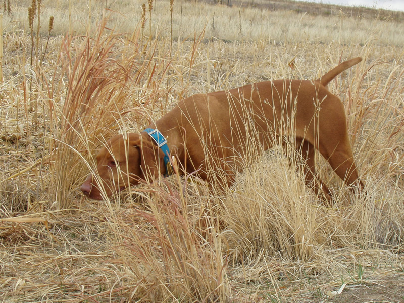 Vizsla Remus on Point