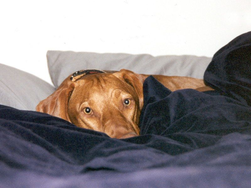 Remus the Vizsla hangs out in bed
