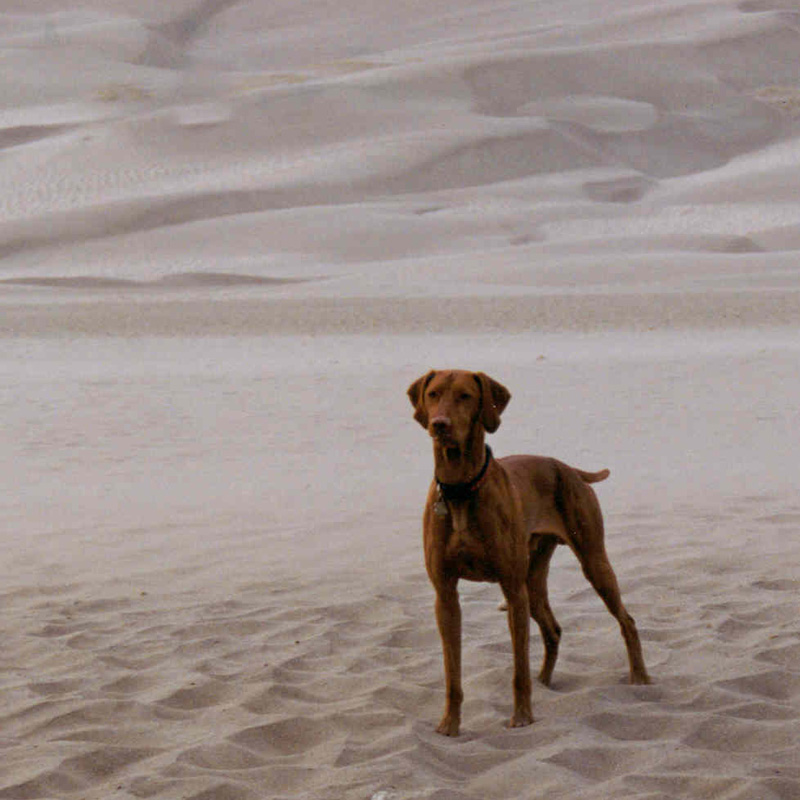 Vizsla Remus hiking in the Sand Dunes--Alamosa, Colorado