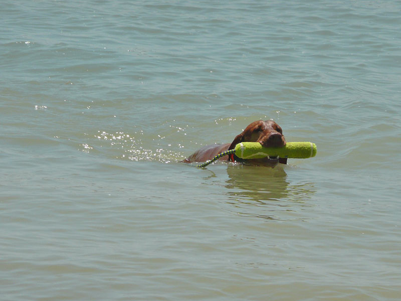 Vizsla Remus doing a water retrieve