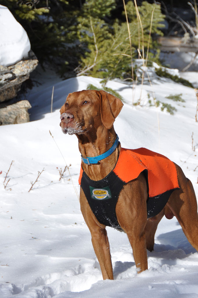 Snow-dusted Remus