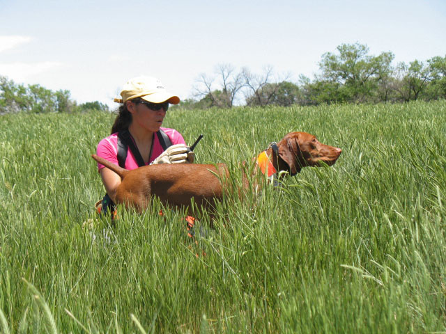 Mel doing bird work with Vizsla Suede