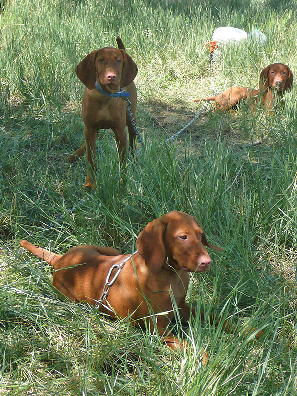 Vizsla puppies on the chaingang