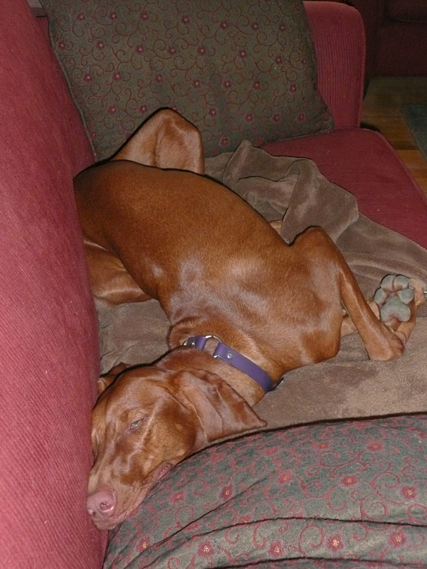 The aftermath, back home a too pooped Amante - Denver, Colorado