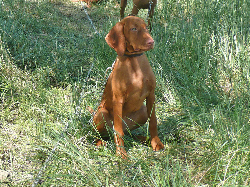 Vizsla puppy Trip kickin' it on the chaingang 
