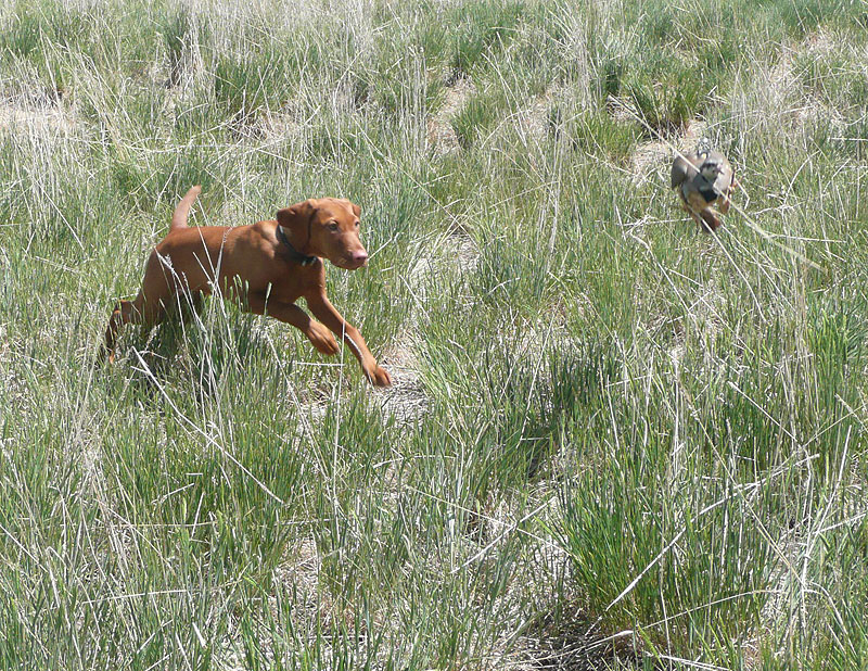 Vizsla puppy Trip in pursuit of the bird