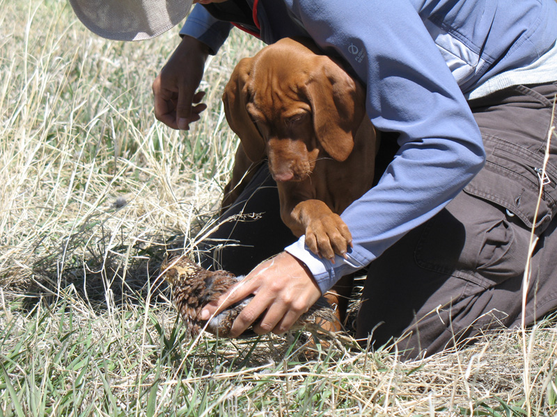 Vizsla puppy Trip and Mel doing bird work