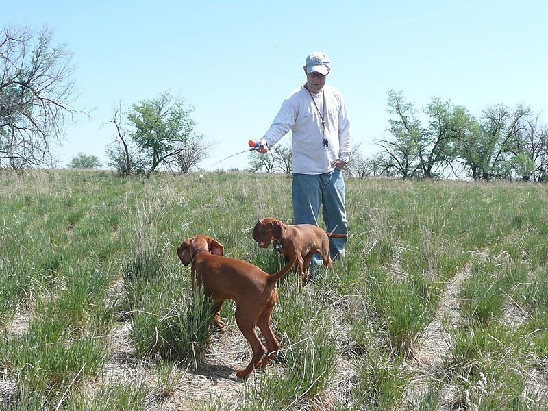 Vizsla puppies Trip and Peak on point