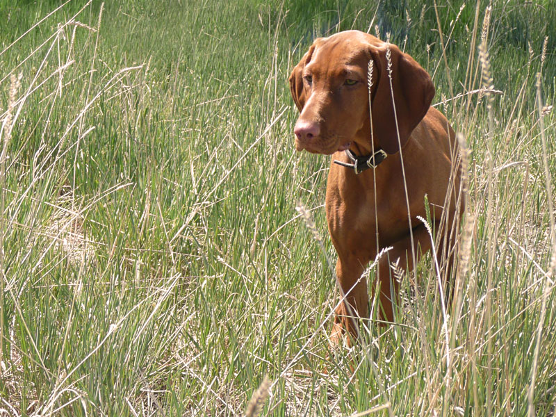 Vizsla puppy Trip on point