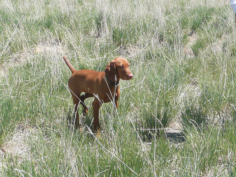 Vizsla puppy Trip holding her point