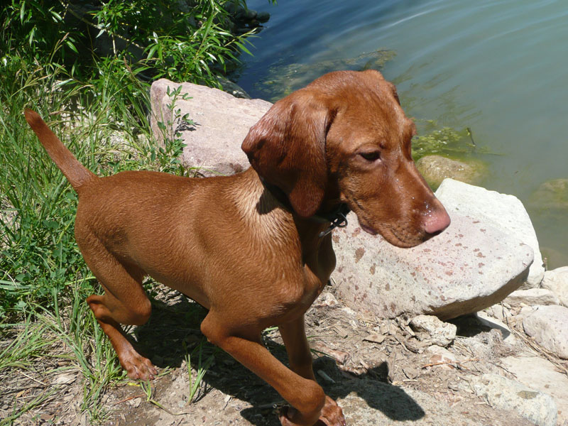 Pretty Vizsla puppy Trip