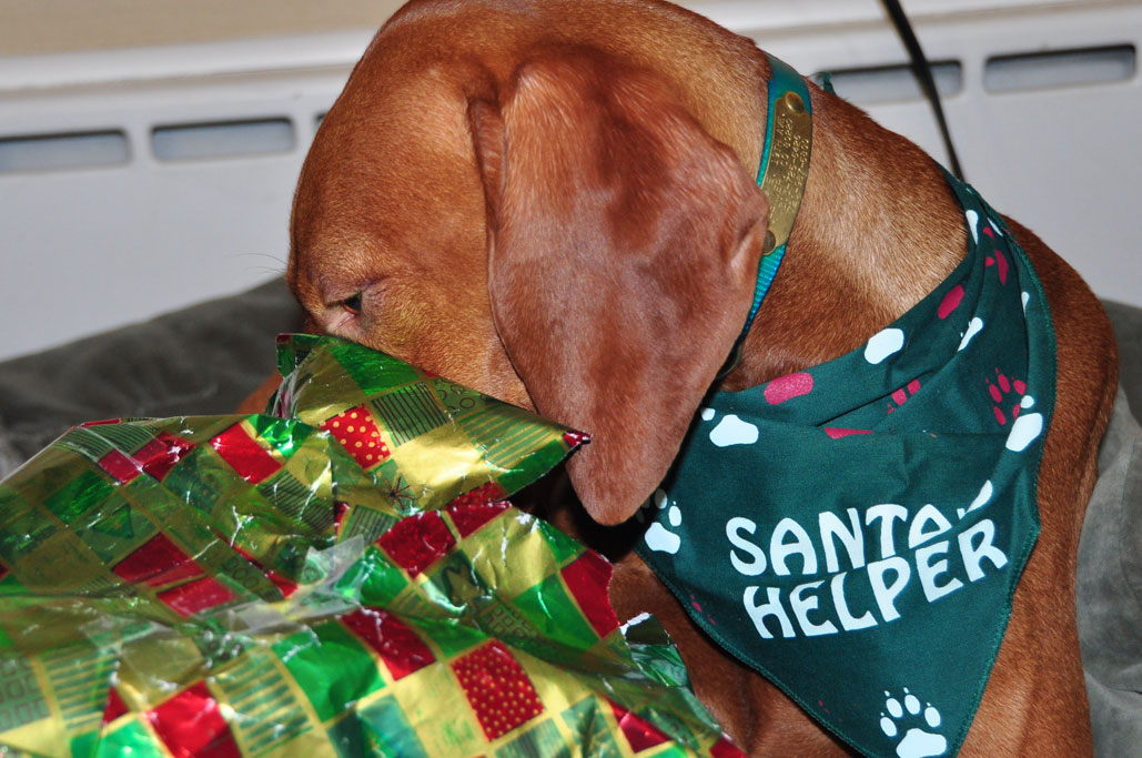 Vizsla puppy Trip is Santa's Little Helper