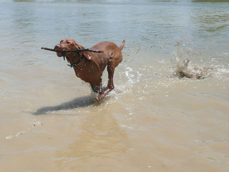 Vizsla puppy Trip loves to retrieve