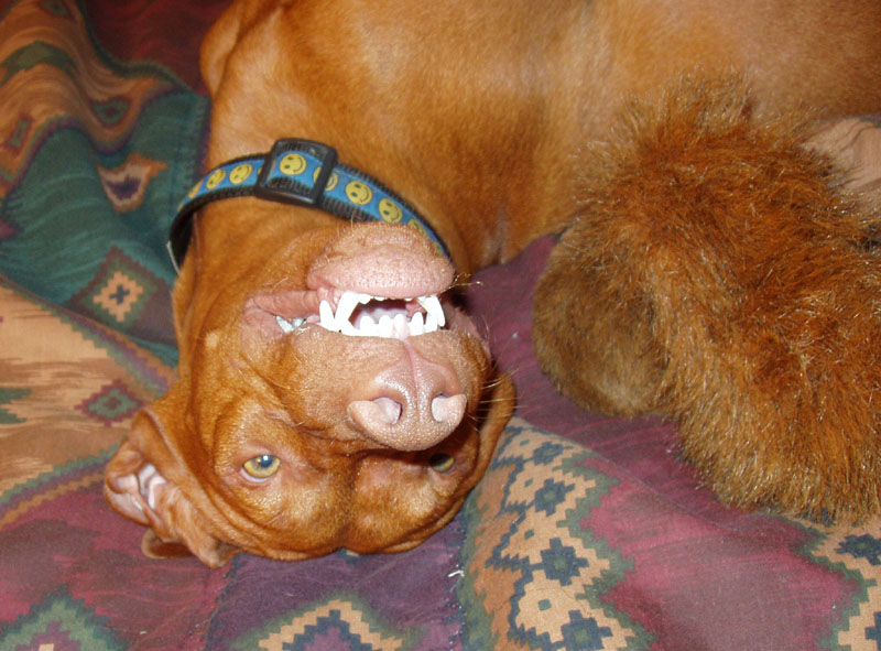 Vizsla Kosmo -- Uglyface!