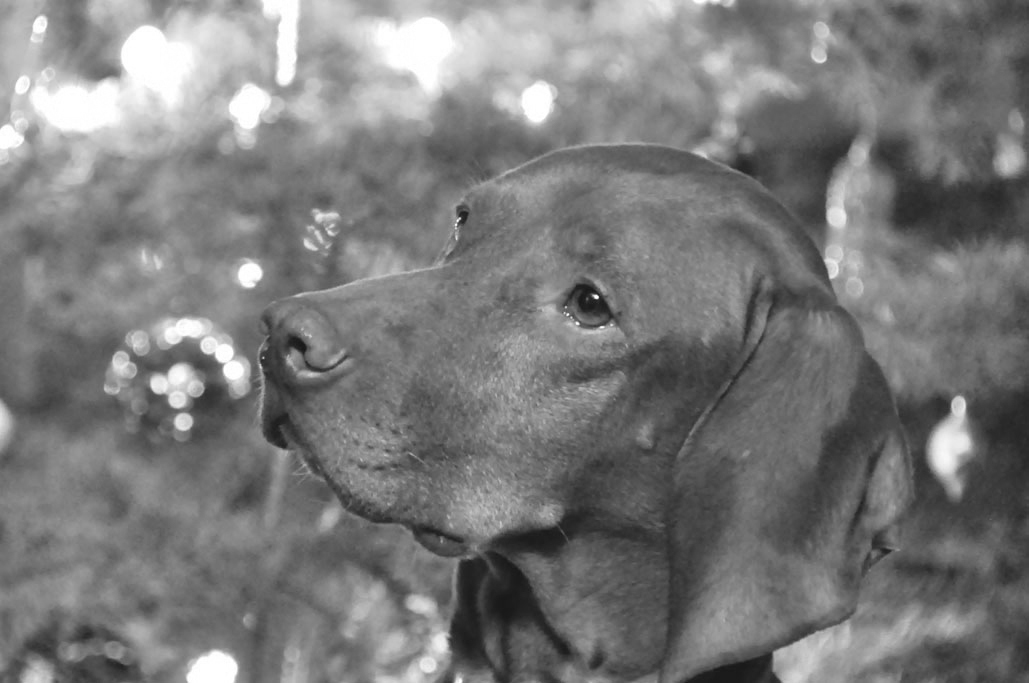 Vizsla Kosmo is our prettiest ornament