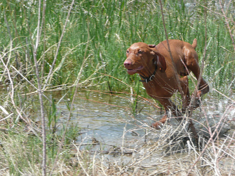 Vizsla puppy Trip gets the zoomies
