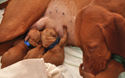 Vizsla Mama Suede-the best multitasker!