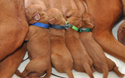Vizsla puppies-a few hours old