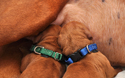Newborn Vizsla puppies