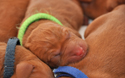 Vizsla puppy