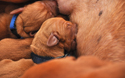 Newborn Vizsla puppy--enjoying a meal