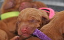 Newborn Vizsla puppy