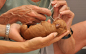 New born Vizsla puppy