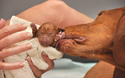 Good Mama Suede helps clean her new born Vizsla puppy