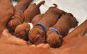 Vizsla puppies--just hours old & strong!